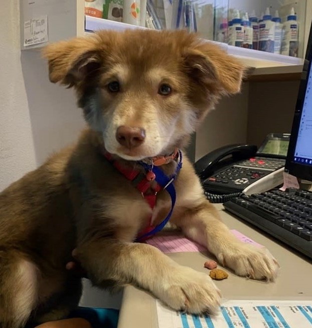 I would like my wage in treats, please!