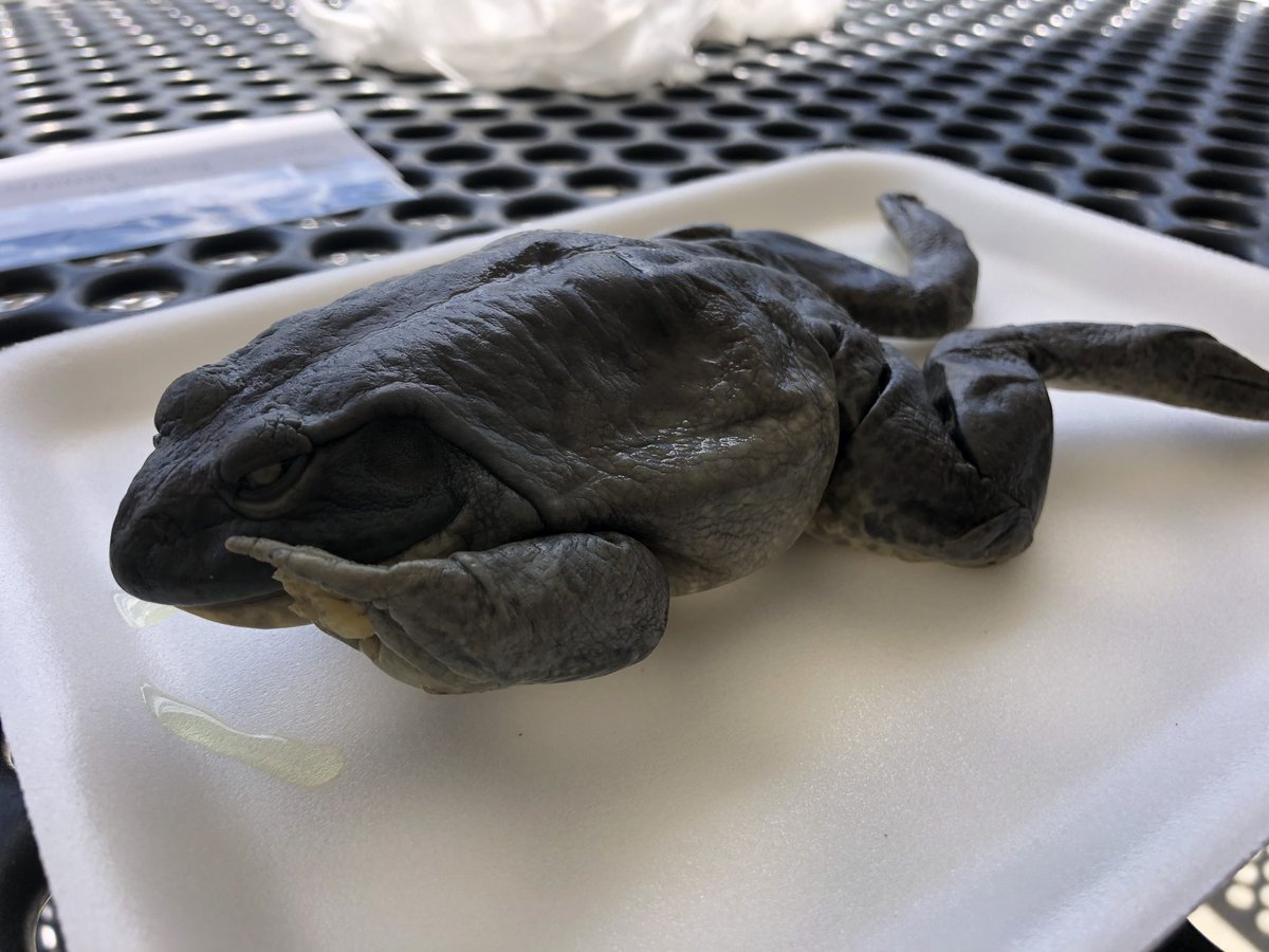 Dr. Nan Lujan tweet media