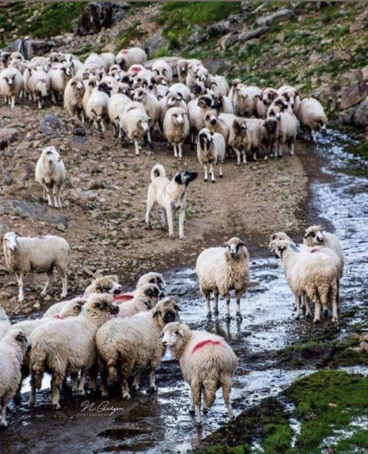 perrudellobu's tweet photo. ¿Qué sentido tiene seguir protegiendo actividades tan arcaicas como la ganadería y la agricultura cuando hoy en día podemos encontrar todo el alimento que necesitamos en los supermercados? https://t.co/HflTIRnykt