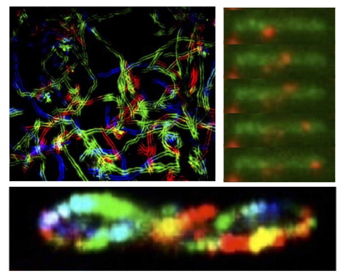 Happy to share our recent publication <a href="/PLOSBiology/">PLOS Biology</a>.

'Dynamic proton-dependent motors power T9SS and gliding motility in Flavobacterium'.

Congratulations <a href="/Maxence_Vincent/">Maxence Vincent</a>, <a href="/doan_thierry/">Doan Thierry</a> and all coauthors !

journals.plos.org/plosbiology/ar…