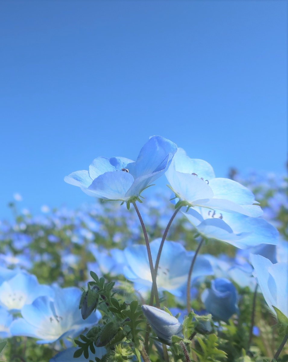 オオイヌノフグリ Twitter Search Twitter