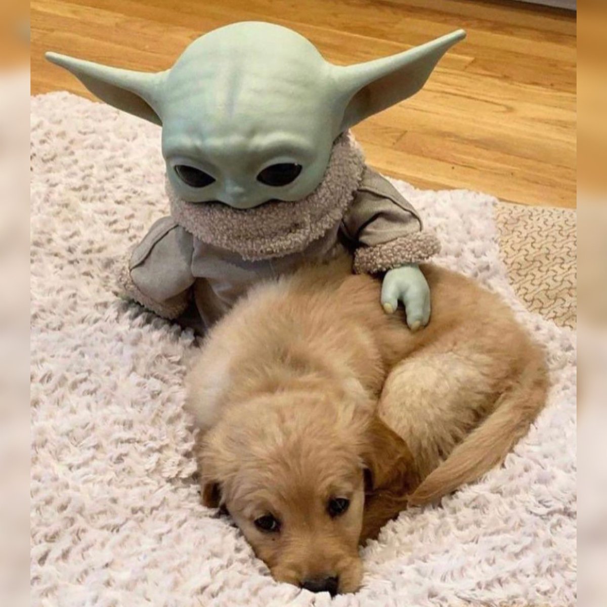 Guarromantico_'s tweet photo. Nadie:

Yo con cualquier perrito que veo: https://t.co/RFteLcHslw