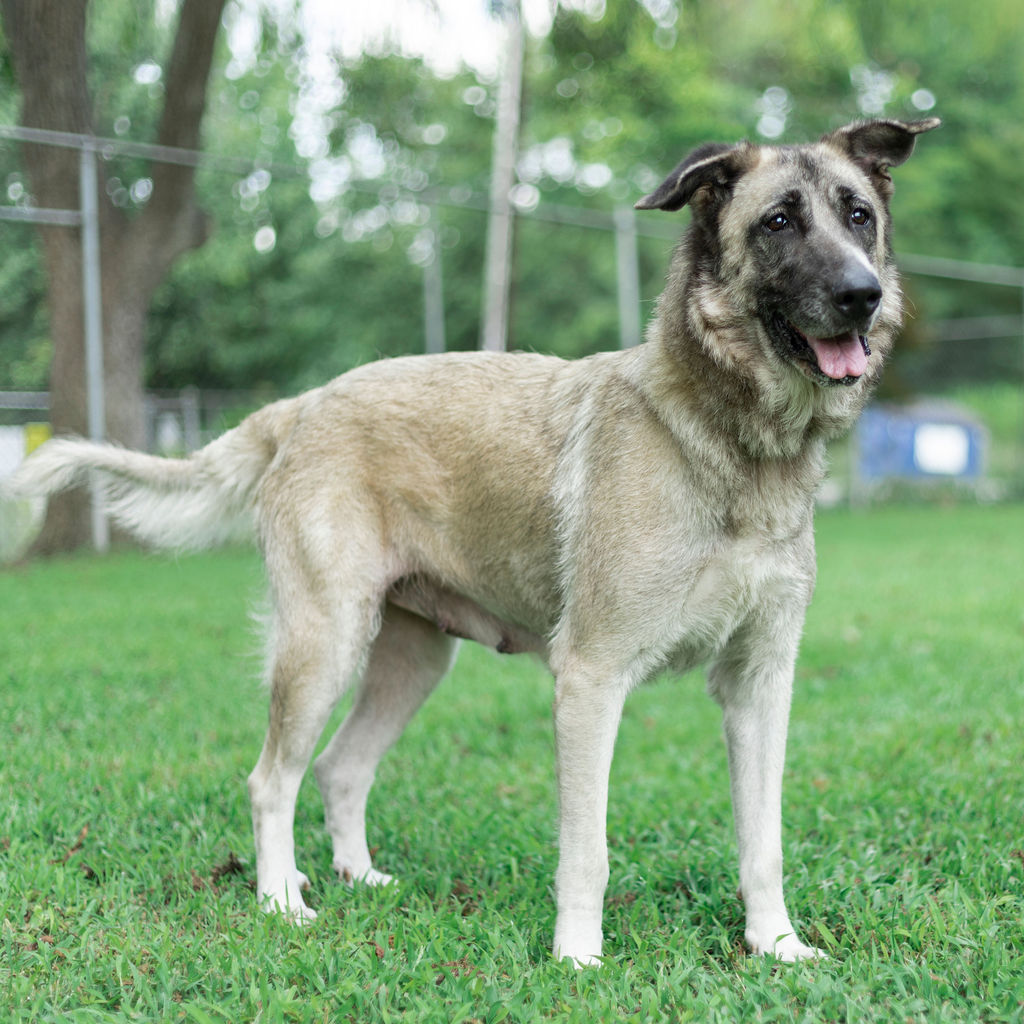 PetsFurPeople's tweet photo. @KLTVWX 
Sugar - senior https://t.co/heBJGNKRZn