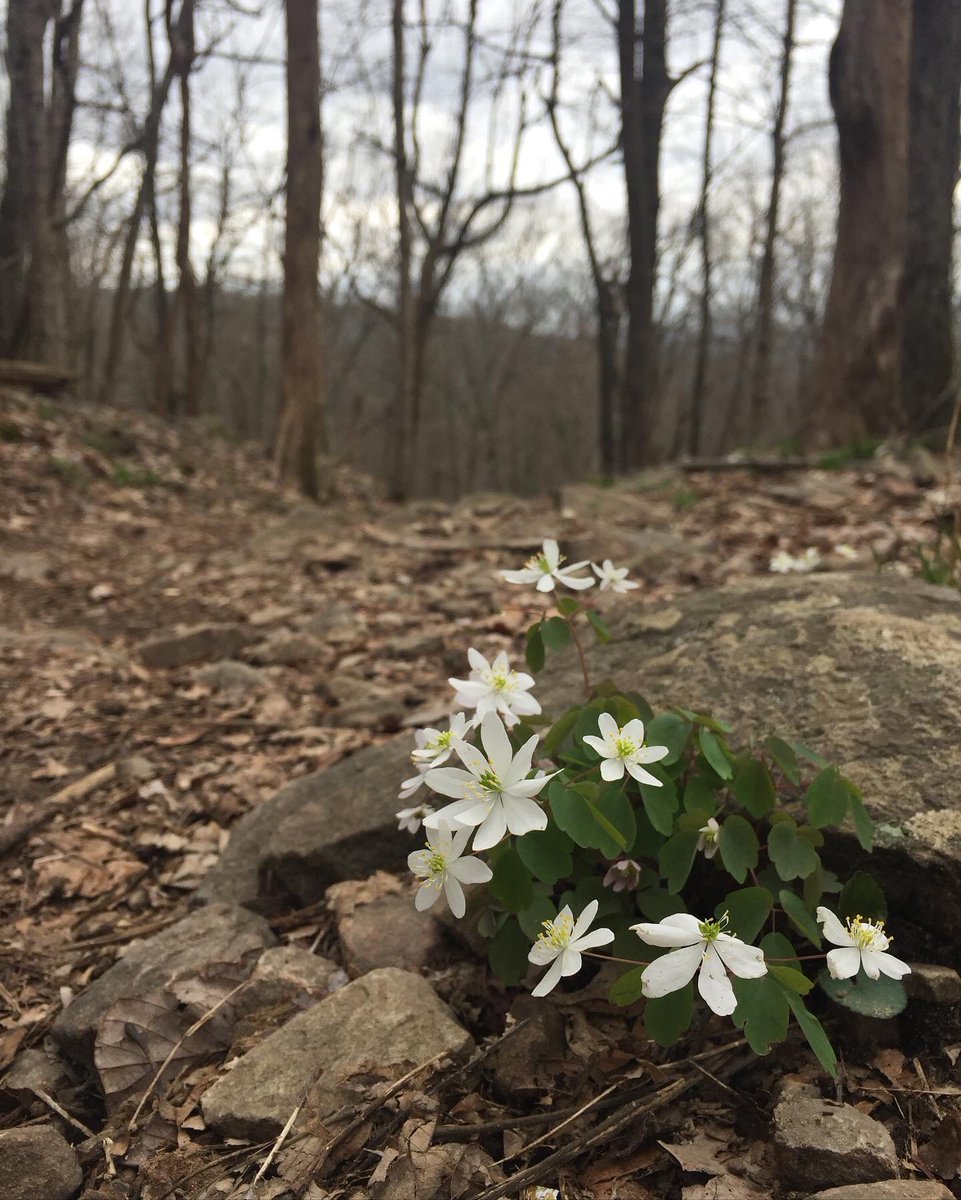 thekeithman's tweet photo. Summer is coming soon! #runtrails https://t.co/WQzcd3KRtK