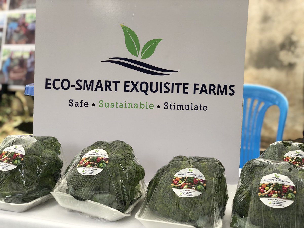 When you need a consistent supplier connect with <a href="/Eco_SmartFarms/">Eco-Smart Exquisite Farms LTD</a> for #ChineseCabbages #Broccolis #Cauliflower on +256 7762 78997 (calls &amp; WhatsApp ).