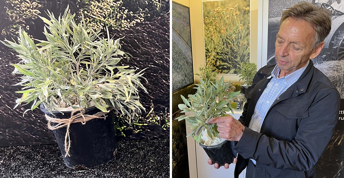Domestically sourced rubber for ag tires? @FirestoneAg is working on that, and shares some insight on #AroundFarmProgress this week. Join us for a listen: farmprogress.com/crops/us-sourc…