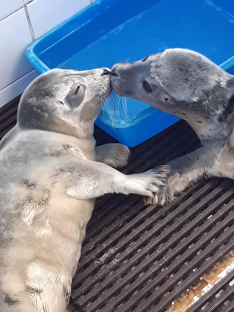 naturelandskeg's tweet photo. Here’s some super seal-y cuteness for you all when we found bourbon and whisky together on the beach and kisses in our seal hospital  🥰😍 https://t.co/9uMKy2iNNf