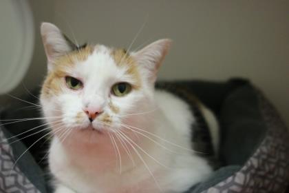 This sweet girl, Katie, is 10 years young and is waiting for her forever family to come in. She came to us in October due to the passing of her beloved owner, and quickly became a staff favorite. Katie is loving, happy, and ready to make you fall in love with her.