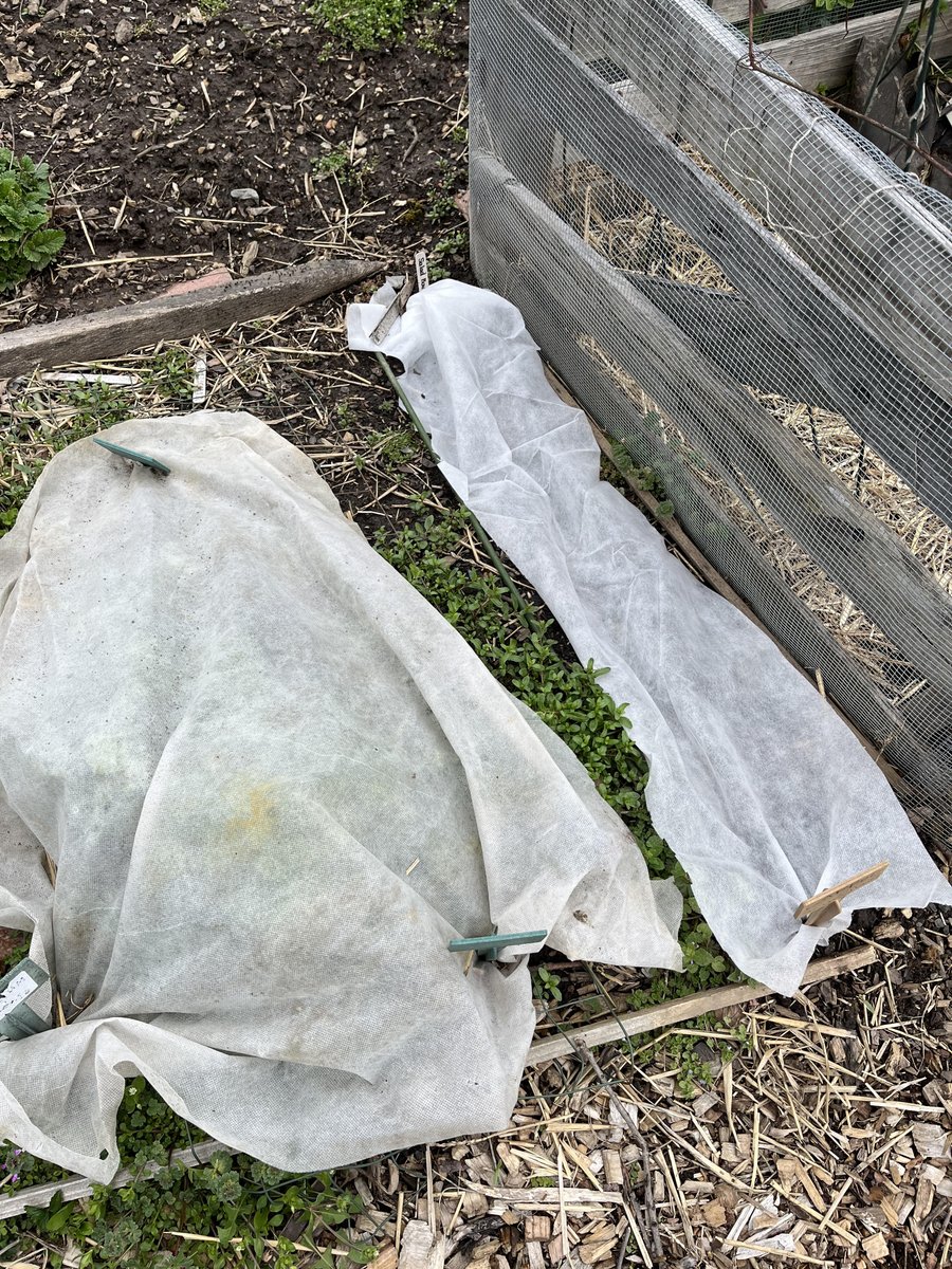 WDCGardener's tweet photo. Covering up in the community garden plot...
https://t.co/Ow91kakOpL
Are you taking any freeze precautions? Or are you just taking your chances?
#gardendc #gardening #freezewatch #rowcover https://t.co/ijK1BAj1Sy
