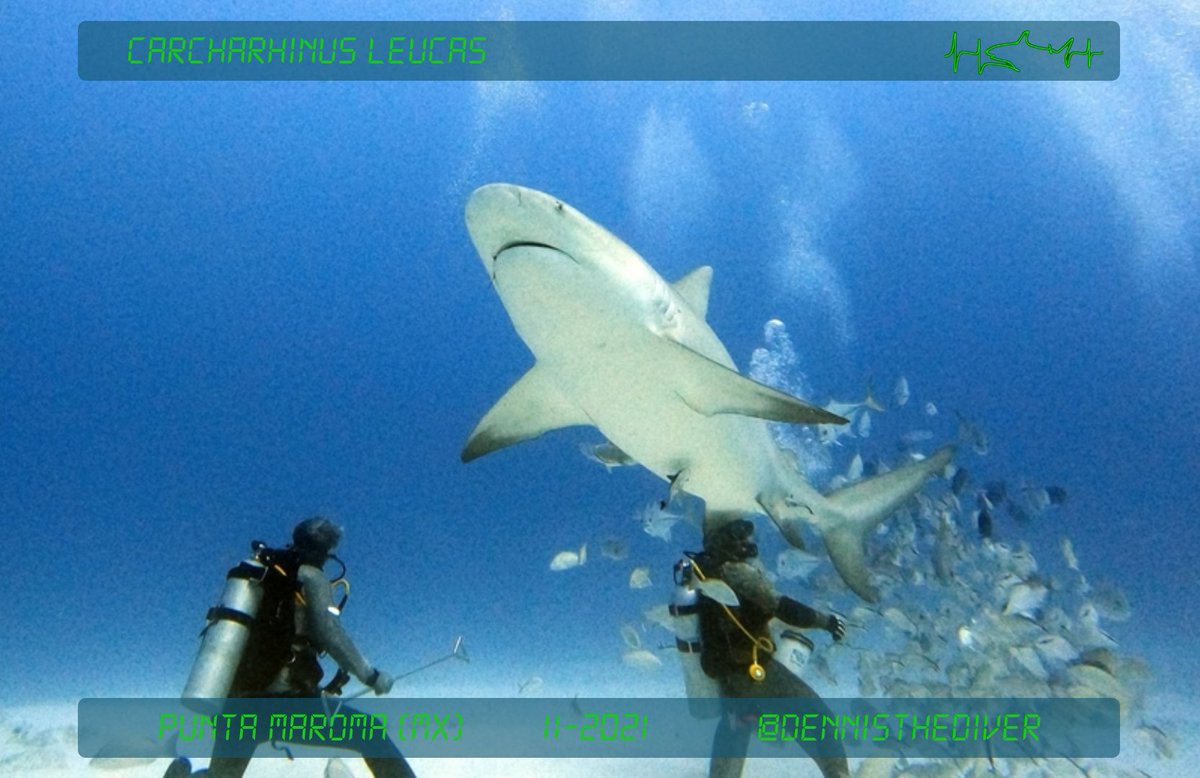 #sharkPulse Lucky #divers got a great look at this Bull shark (Carcharhinus leucas) while diving near Punta Maroma, Mexico in November 2021! Photo by Dennis Rabeling. 🦈

If you want to help us be eyes underwater, submit #photos of your #shark sightings to our #database!