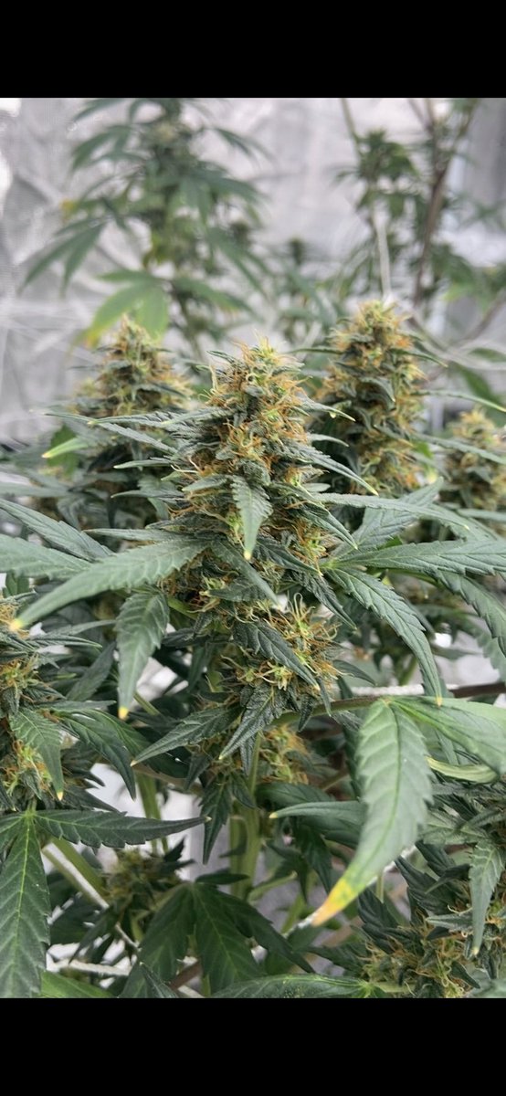 dvstboyz's tweet photo. Ooof! Northernlights looking good. #Growerslife #indoorcannabis #cannabis #Northerlights #Dvstboyz https://t.co/bFJ2rj8n6B