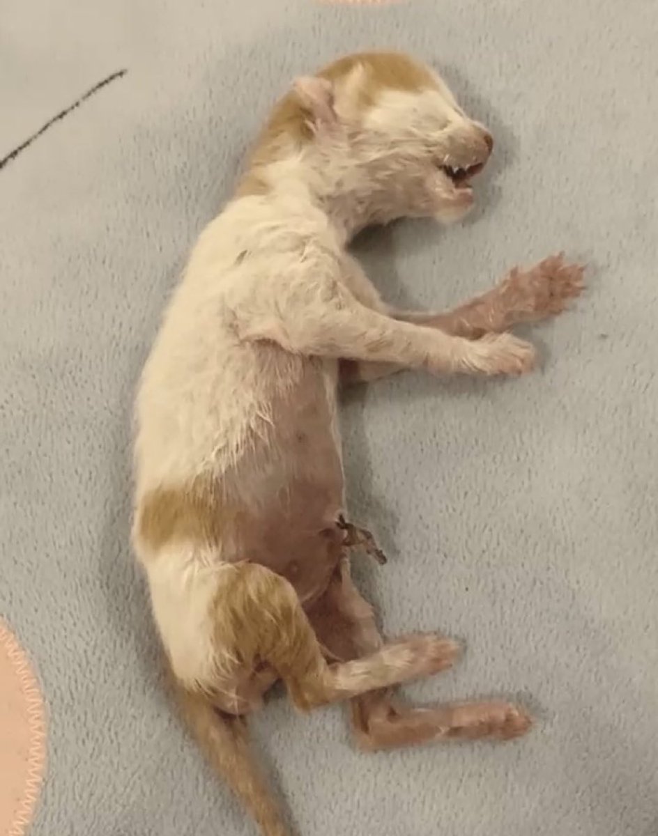 عاجل🔴🔴 نحتاج ام مرضعه في اسرع وقت