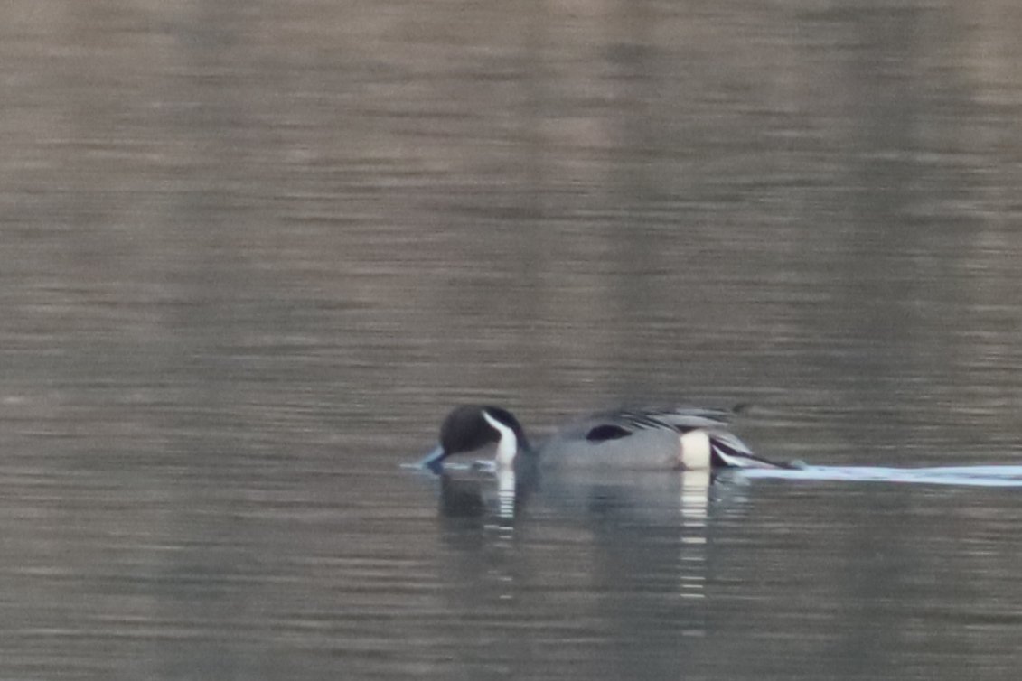 This is the drake of a pair of Pintail at Hilfield Reservoir this evening. Watched for 20 mins as the sun went down. Then a quickening of neck stretching and head flicking and they were in the air and off to the east. #hertsbirds #londonbirds