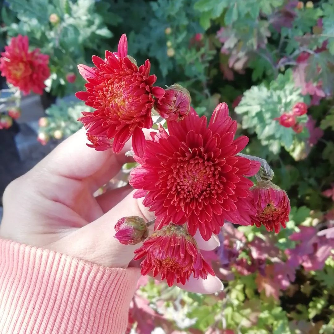 - Çiçek sevgisi babaannemden miras kalmış meğer 🌸