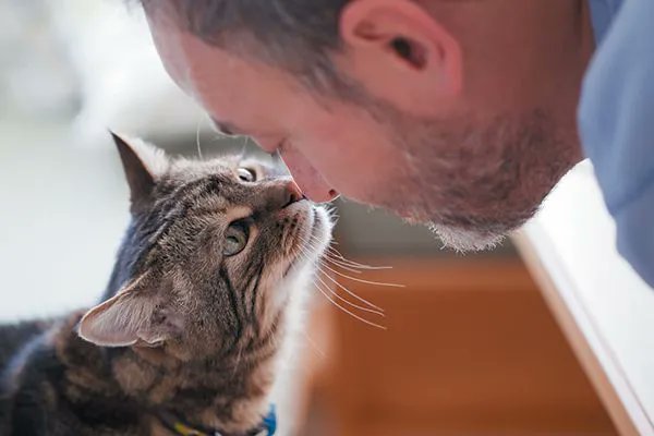 Whether you’ve had tons of cats or you’re a first-time feline parent, an older cat might make the perfect member of your fur family. Let’s look at some reasons why older cats rock — and learn how to help ease their transition into your home.

buff.ly/2KFOpFL