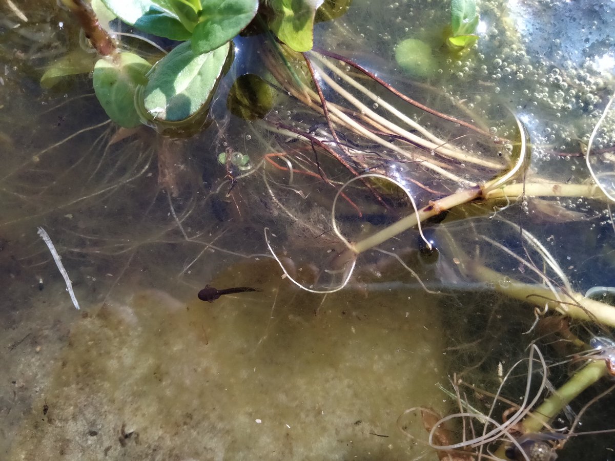 During the lockdowns over the last 2 years I made 3 garden container ponds.There has been a lot of frogspawn 🐸 in all 3 for the last couple of weeks and today the first couple of hundred tadpoles hatched.Exciting pondwatch ahead.#pondwatch