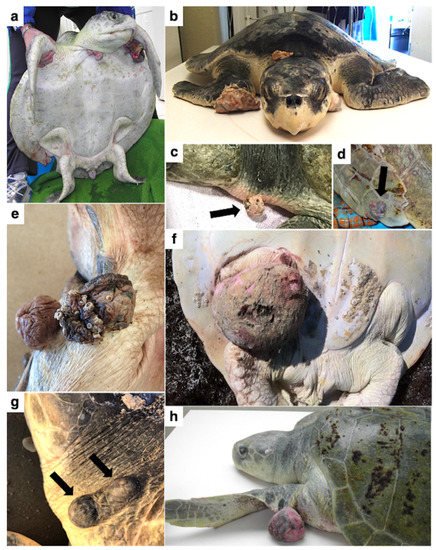 Check out the Animals journal special topic issue –  Oncogenic Viruses in Animals – mdpi.com/si/43290 #mdpianimals via <a href="/Animals_MDPI/">Animals</a>