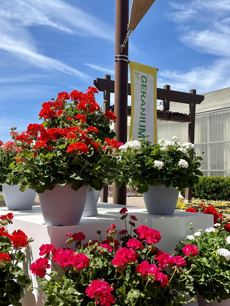 TanyaCBloomDiva's tweet photo. Day 3 of CAST 2022 set up and the outdoor area is almost complete! @BallFloraPlant geranium series are putting on an outstanding show of vibrant colours on beautifully branched plants! #geraniums #vibrantcolour #blooms #spring #Flowers #bloomdiva #lethopebloom #cast2022 #flower https://t.co/sg7M8KqJ4p
