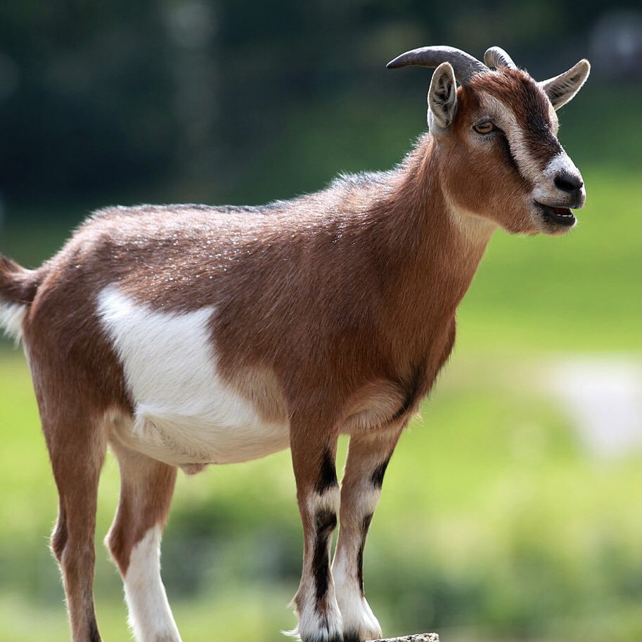 Team Maths FC ™ tweet media