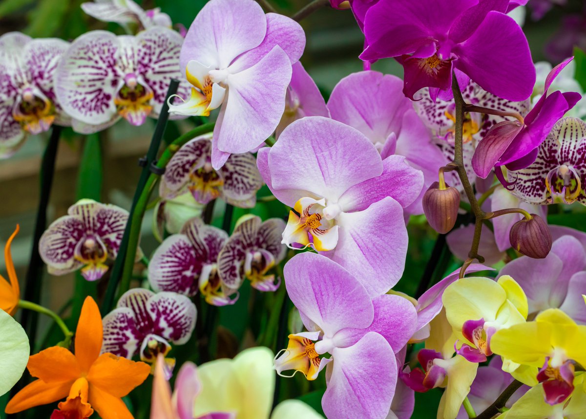 balter_michael's tweet photo. The Orchid Show at the Chicago Botanic Garden is truly a vision of color and beauty. A little twist on the words of Ringling Bros./Barnum and Bailey….   the Botanic Garden is the “Greatest Earth on Show”.  

#ChicagoBotanicGarden https://t.co/GMA6xAipTv