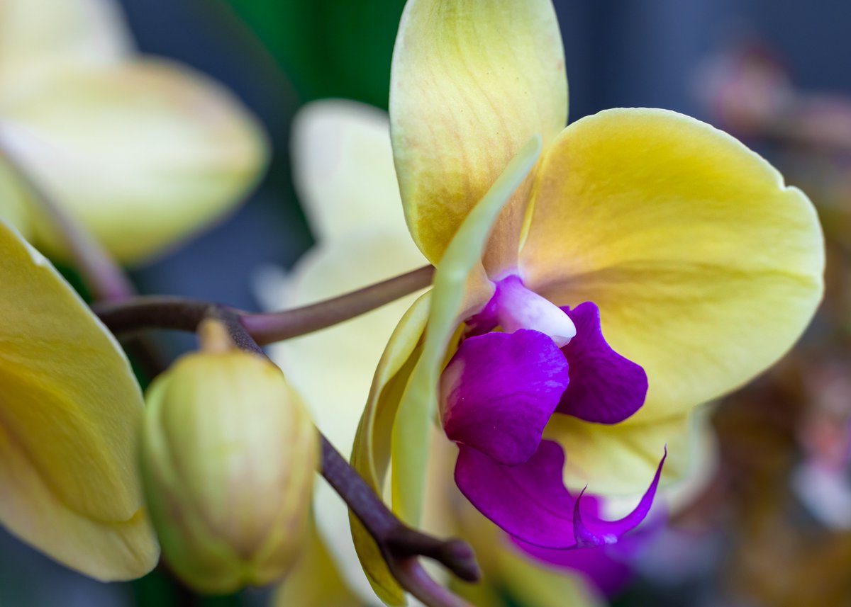 balter_michael's tweet photo. The Orchid Show at the Chicago Botanic Garden is truly a vision of color and beauty. A little twist on the words of Ringling Bros./Barnum and Bailey….   the Botanic Garden is the “Greatest Earth on Show”.  

#ChicagoBotanicGarden https://t.co/GMA6xAipTv