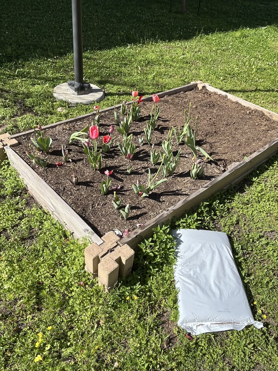 WrapAroundWisdm's tweet photo. Quick update of the student garden at Wisdom High School with our amazing teacher Mr. Reed! https://t.co/upIhUEpc7k