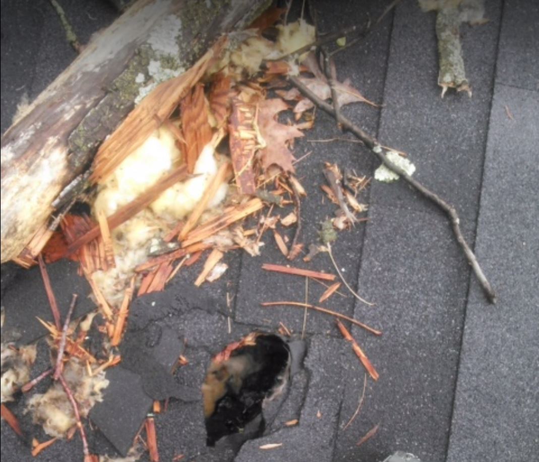 aTrapPro1's tweet photo. Hearing noises in your home, but afraid of what #animal intruder you may discover? Our team will find out what has entered your #home, develop a plan for removal, and also complete any needed #repairs. Contact Trappro today!

https://t.co/6fy0AGGyNv https://t.co/UDnIq6DOAT