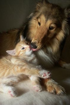 Animalufos tweet media