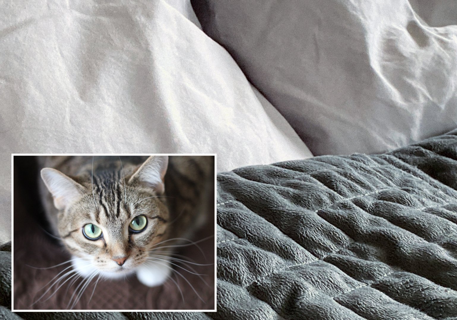 Cat weighted blanket sale