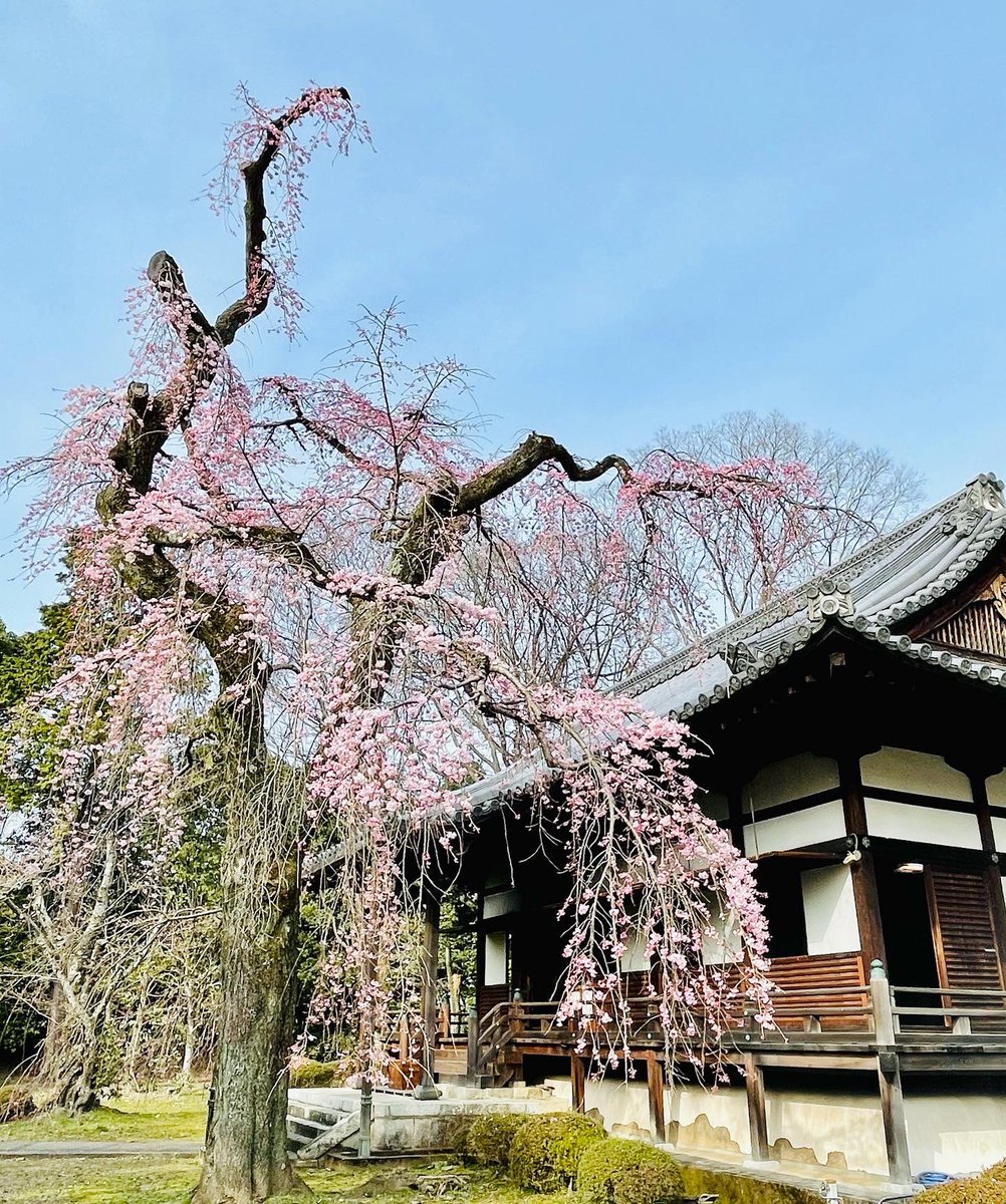 世界文化遺産京都醍醐寺 桜🌸1分咲き