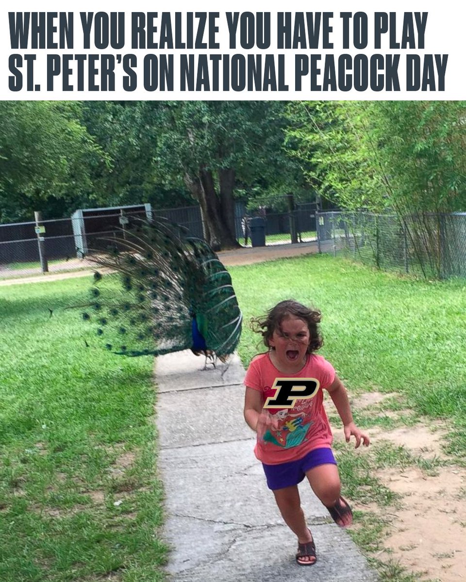CBBonFOX's tweet photo. Beware the Peacock 🦚😂 https://t.co/CzJmqvYS4D