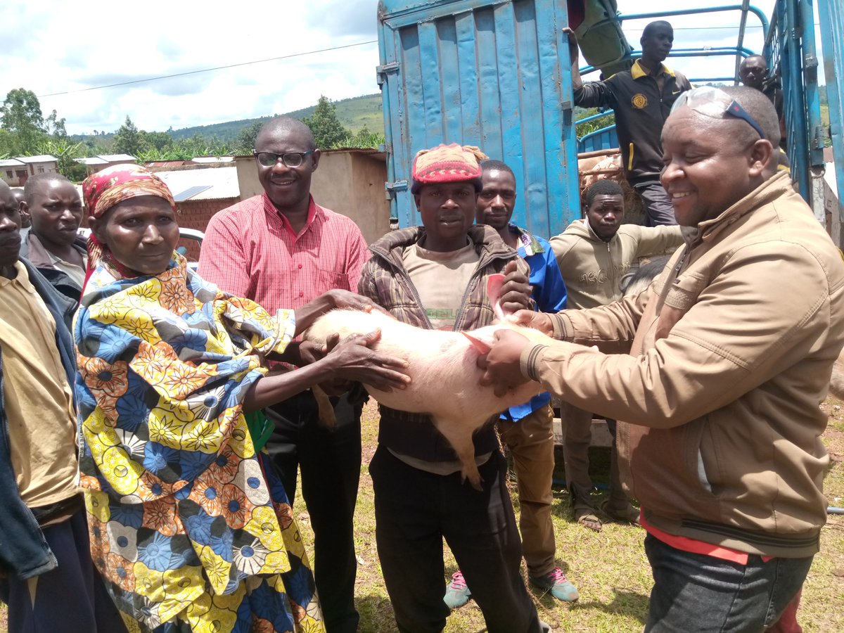 BuhumuzaProvinc's tweet photo. #Burundi Ce vendredi 25/3/2022,le Conseiller du Gouverneur de la @MuyingaProvince chargé du Développement a procédé à la distribution de 160 porcins aux bénéficiaires des 5 collines de #Mizuga,#Kiringanire,#Bwica
#Ruganirwa et #Nyamirambo de la zone #Cumba  en commune #Muyinga. https://t.co/hqTiZXLDzj