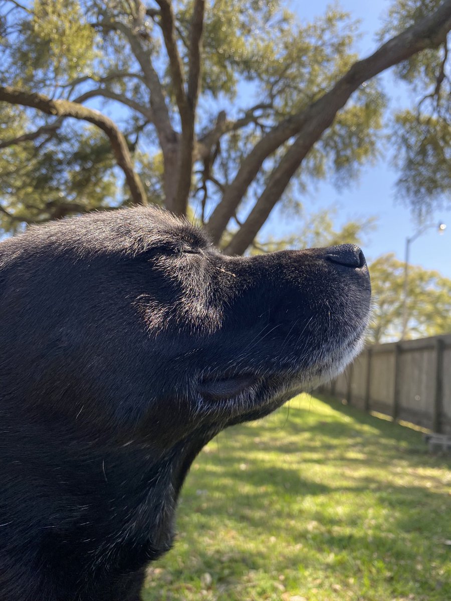 FirmInnovators's tweet photo. Max says, “Happy Friday!” 🐾#HappyFriday #WorkHard #AdoptDontShop https://t.co/QHz3w4MsiO