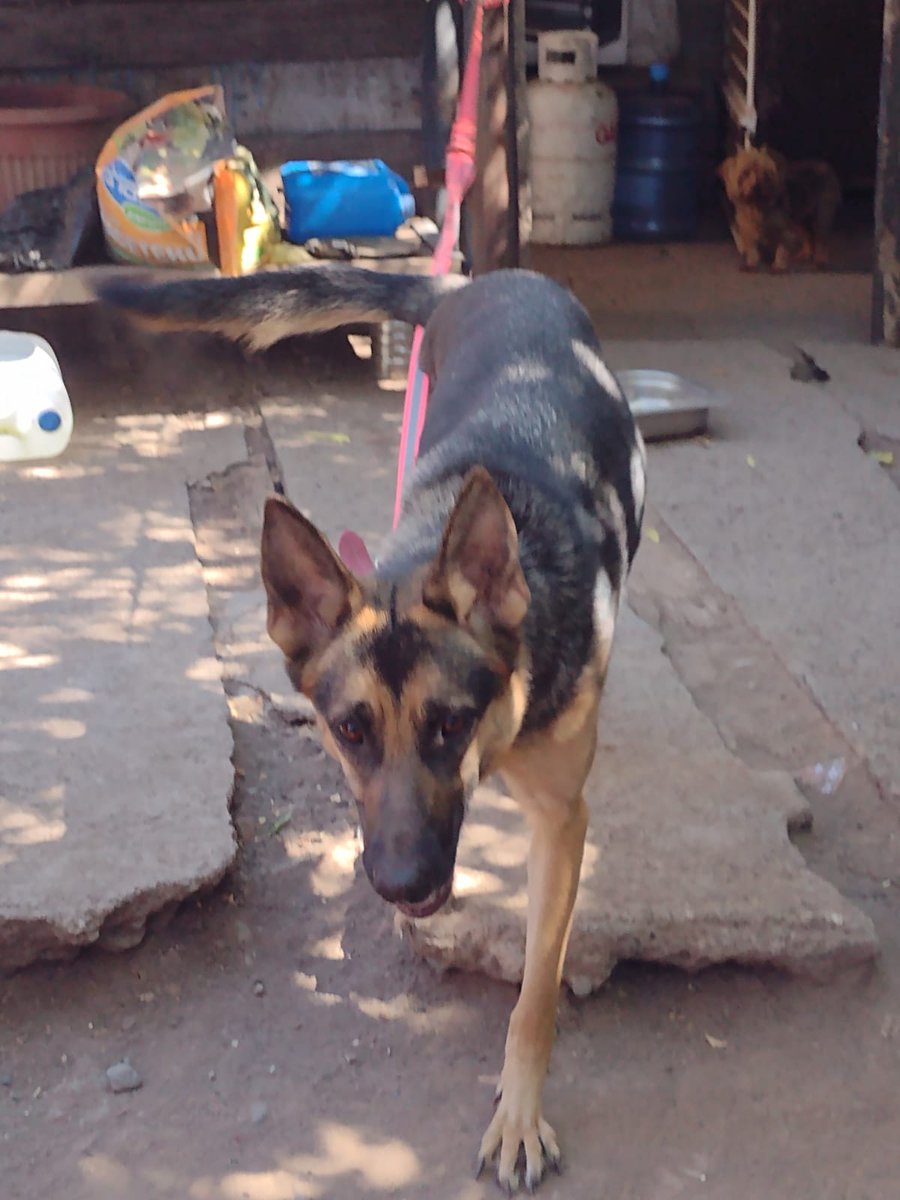 azabache_cris's tweet photo. Anoche junto a mi señora y otra pareja logramos capturar a esta hermosa que estaba con peligro inminente de ingresar a la autopista central en Franklin con san ignacio Buscamos a su familia!! @pewos @AmorDePerro_ @PerrosPlazaHuem @amoresperrosch @amoperrosygatos @PerroUsuario https://t.co/T8QliUvg7B