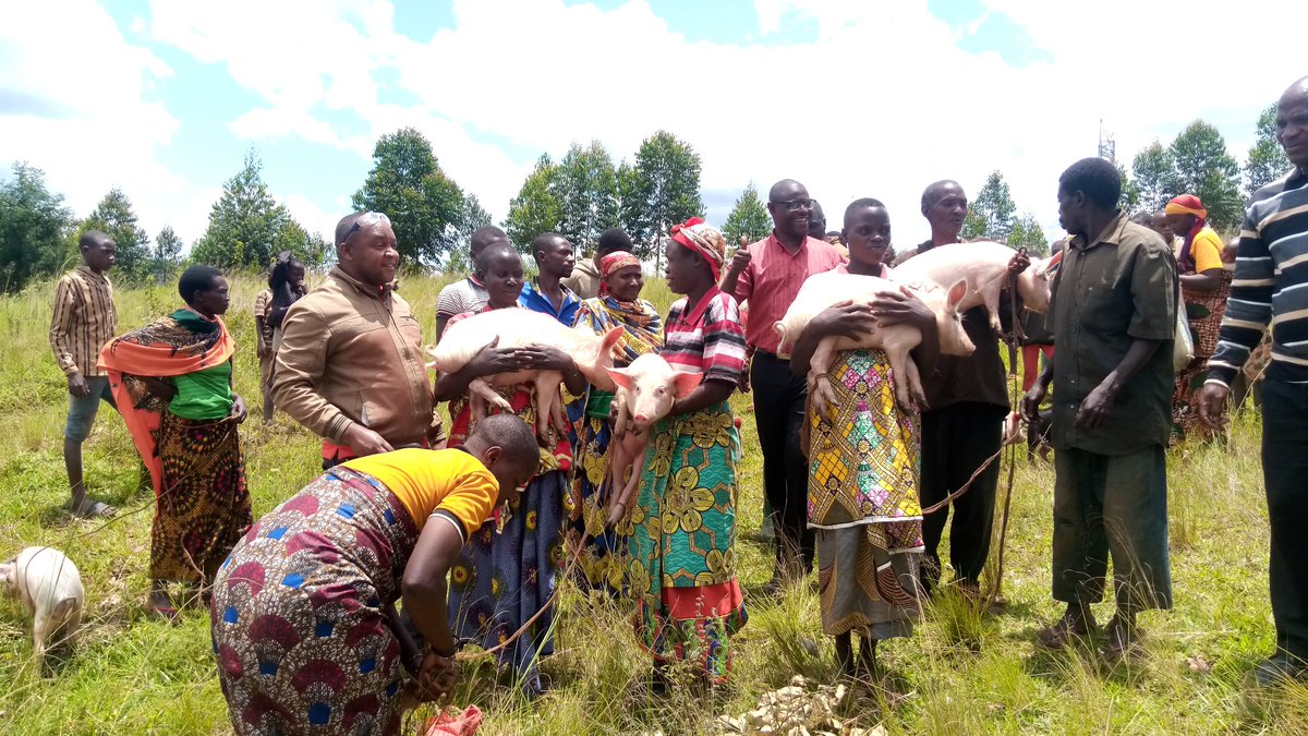 BuhumuzaProvinc's tweet photo. #Burundi Ce vendredi 25/3/2022,le Conseiller du Gouverneur de la @MuyingaProvince chargé du Développement a procédé à la distribution de 160 porcins aux bénéficiaires des 5 collines de #Mizuga,#Kiringanire,#Bwica
#Ruganirwa et #Nyamirambo de la zone #Cumba  en commune #Muyinga. https://t.co/hqTiZXLDzj