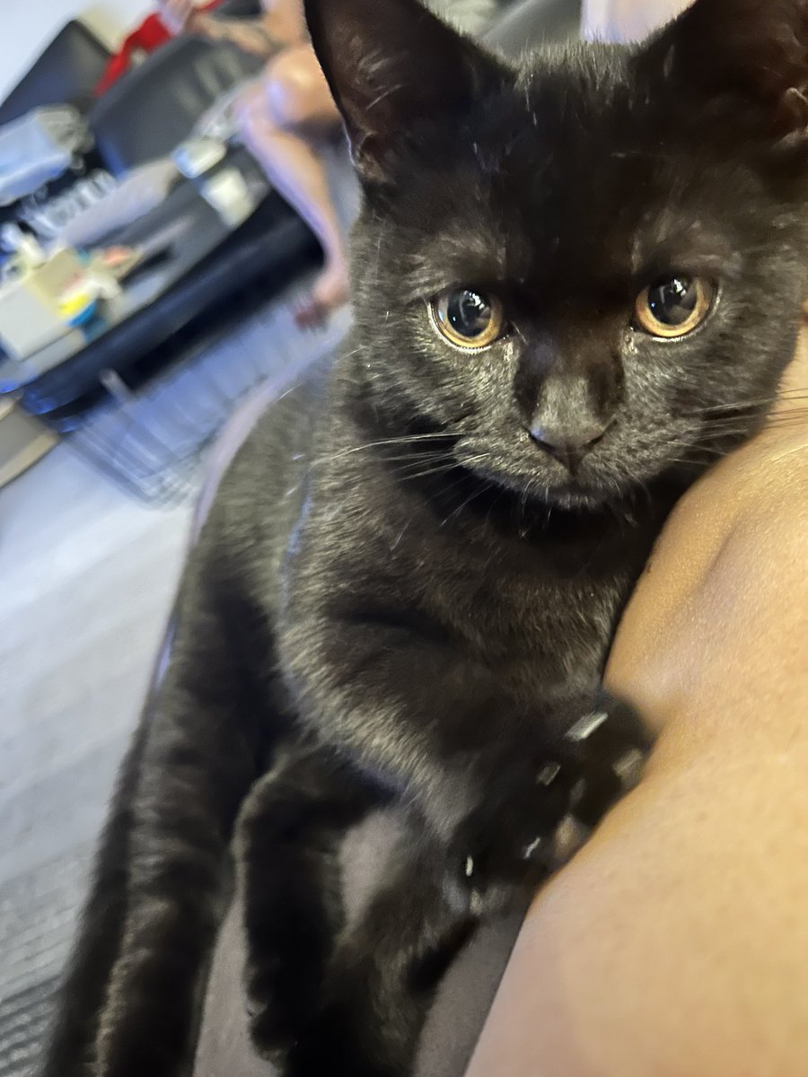 99ronimama's tweet photo. GM ions fam❤️ although the contest has ended, but we can still share and support each other. Happy Weekend #IonsSupportIons #ionsfollowions #ImaginaryOnes #NFTCommunity #cats https://t.co/wb3dRbb2vj