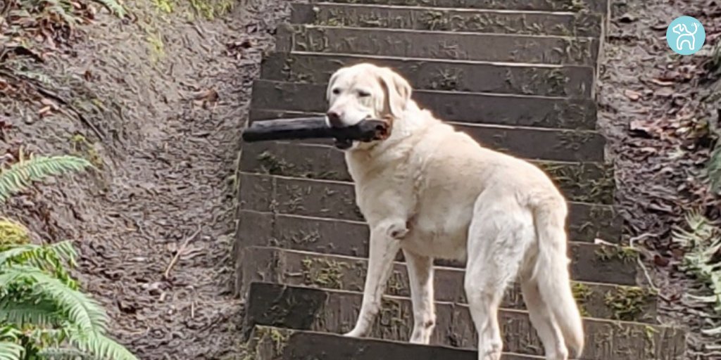 JWagable's tweet photo. After discovering this stick an hour ago, my pup will add it to her home stash. #StickCollector #DogProud https://t.co/YjVAkpaurW