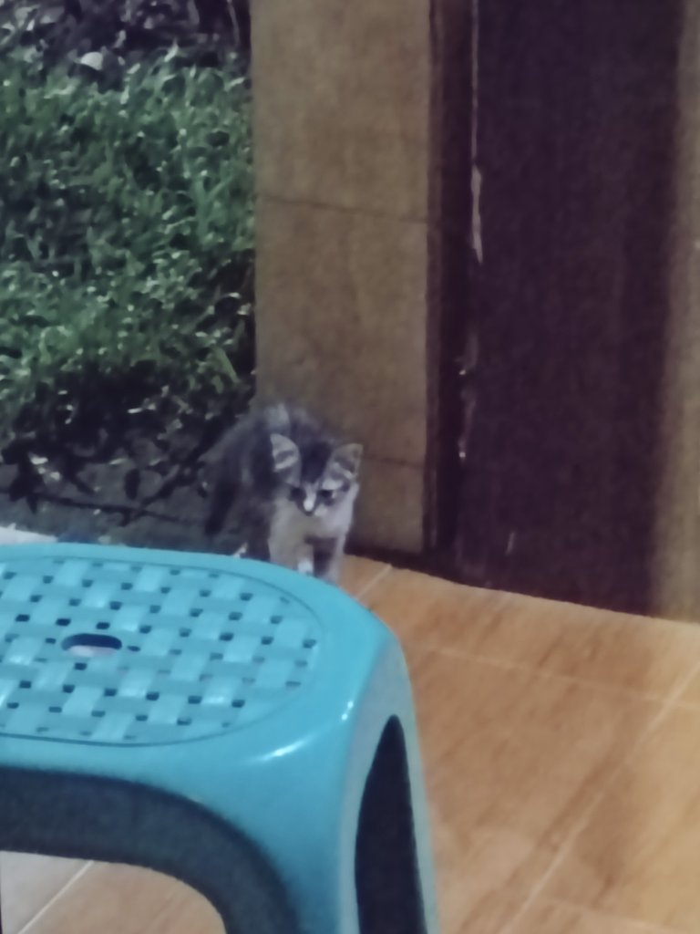 Kitty dan kawan2 🐱 tweet media