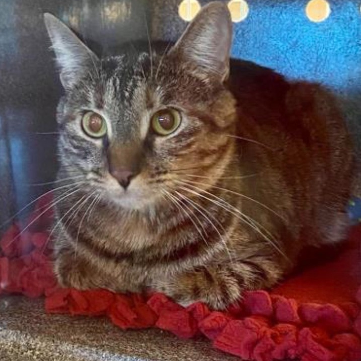 dfwpetsitting's tweet image. Meet our Pet of the Week 🐱 : Barbara wfy.ai/3DaNQMQ #adoptapet #dfwpetsitting #beautifulcat