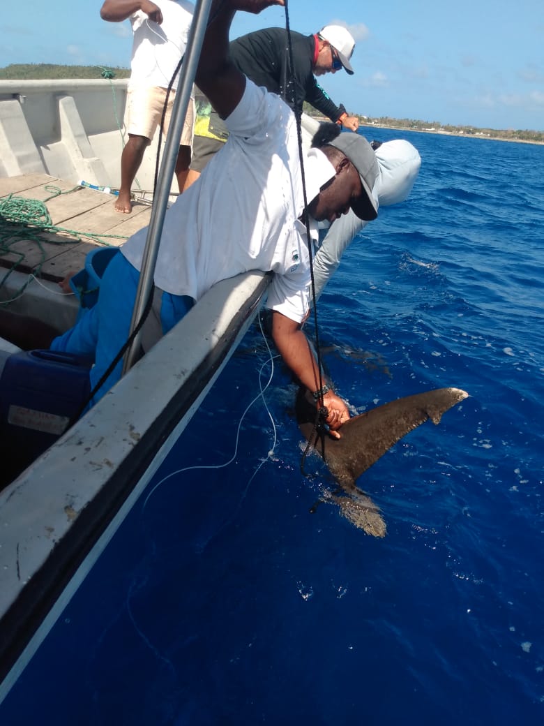 coralina_sai's tweet photo. Con éxito guardas del área marina de CORALINA culminaron, en la tarde de hoy, el marcaje con otro #tagsatelital a un Tiburón Oceánico (Carcharhinus longimanus) macho de 2.66 m, que se encontraba en un área profunda por el Sector de Fisher Rock (kilómetro 13 vía circunvalar) https://t.co/qpLa1GWgHg
