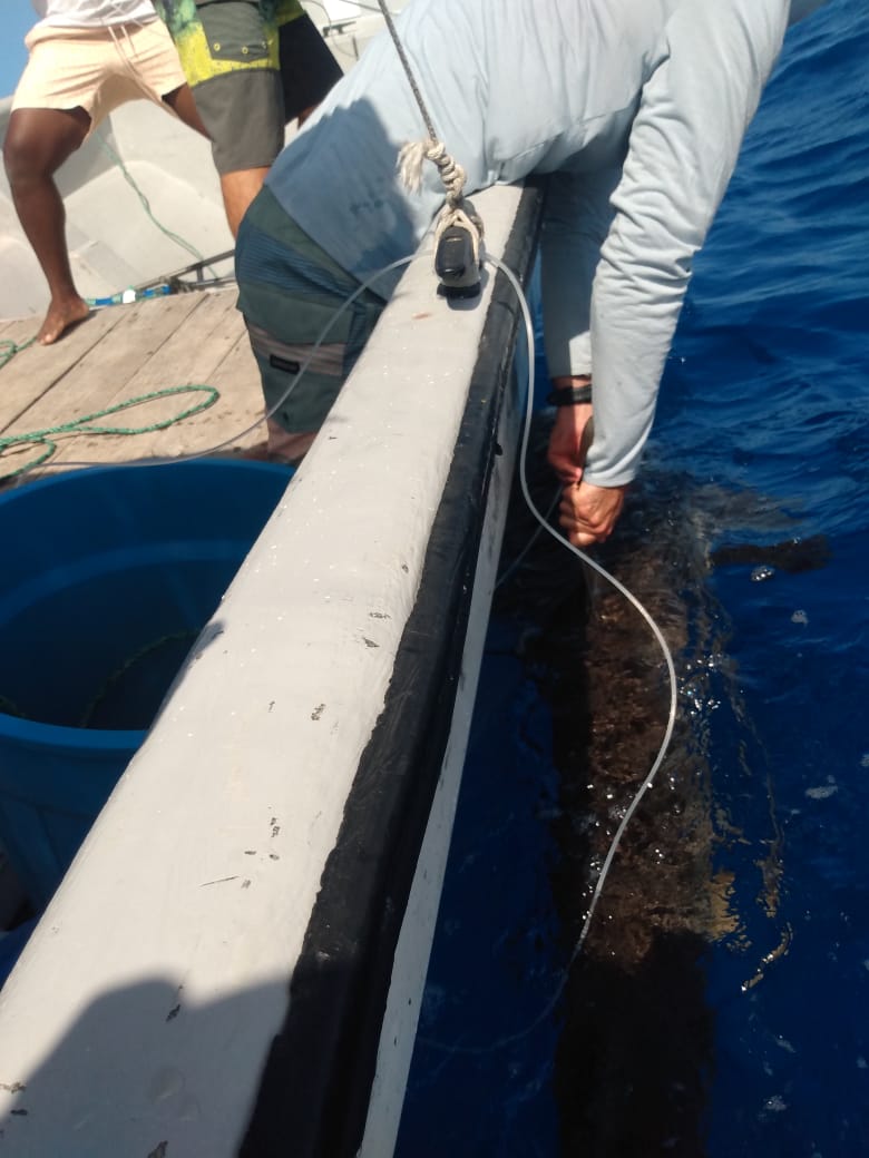 coralina_sai's tweet photo. Con éxito guardas del área marina de CORALINA culminaron, en la tarde de hoy, el marcaje con otro #tagsatelital a un Tiburón Oceánico (Carcharhinus longimanus) macho de 2.66 m, que se encontraba en un área profunda por el Sector de Fisher Rock (kilómetro 13 vía circunvalar) https://t.co/qpLa1GWgHg