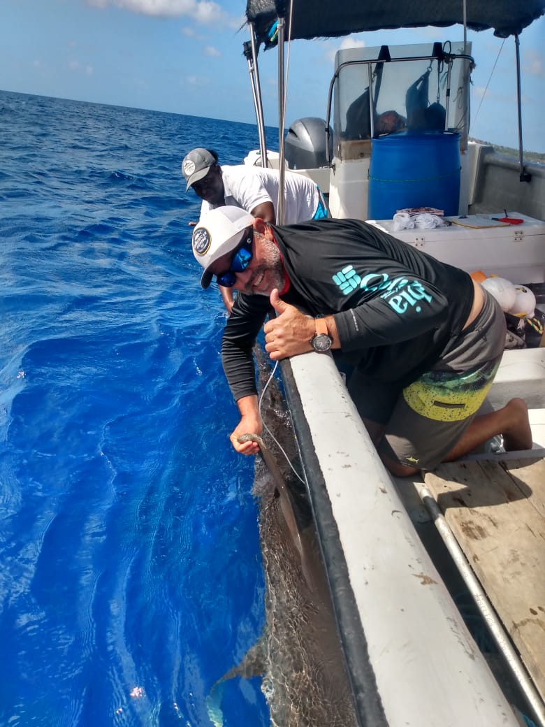coralina_sai's tweet photo. Con éxito guardas del área marina de CORALINA culminaron, en la tarde de hoy, el marcaje con otro #tagsatelital a un Tiburón Oceánico (Carcharhinus longimanus) macho de 2.66 m, que se encontraba en un área profunda por el Sector de Fisher Rock (kilómetro 13 vía circunvalar) https://t.co/qpLa1GWgHg