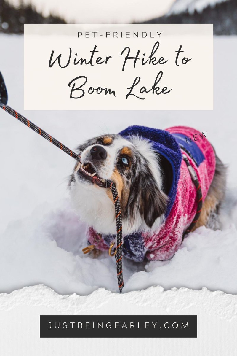 Are you looking for a dog-friendly and easy winter hike to do in Alberta with your furry friend? Look no further than Boom Lake in Banff National Park!

justbeingfarley.com/dog-friendly-w…