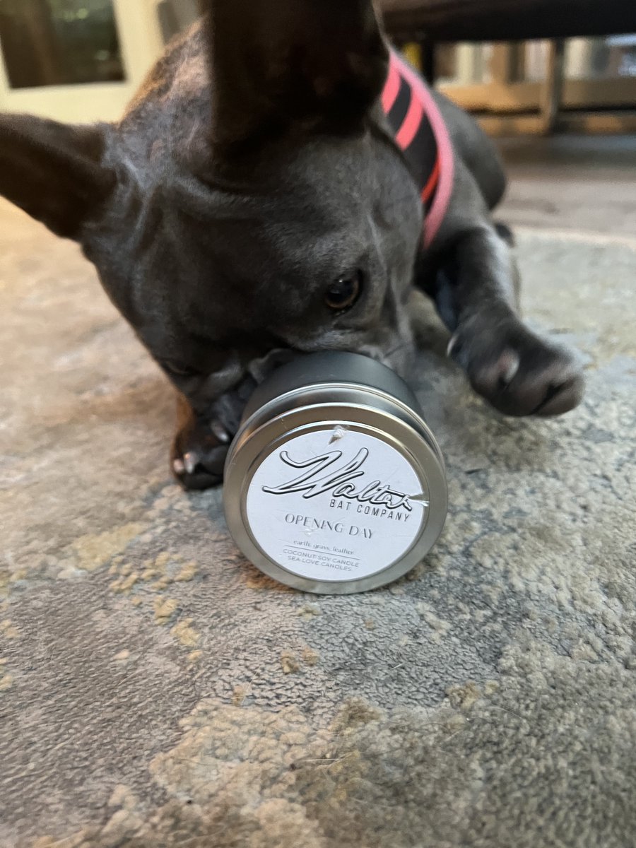 Fizzy loves sniffin' Walter Bat baseball candles...who wouldn't?! #fridayfizz #smellslikespring #GetaW