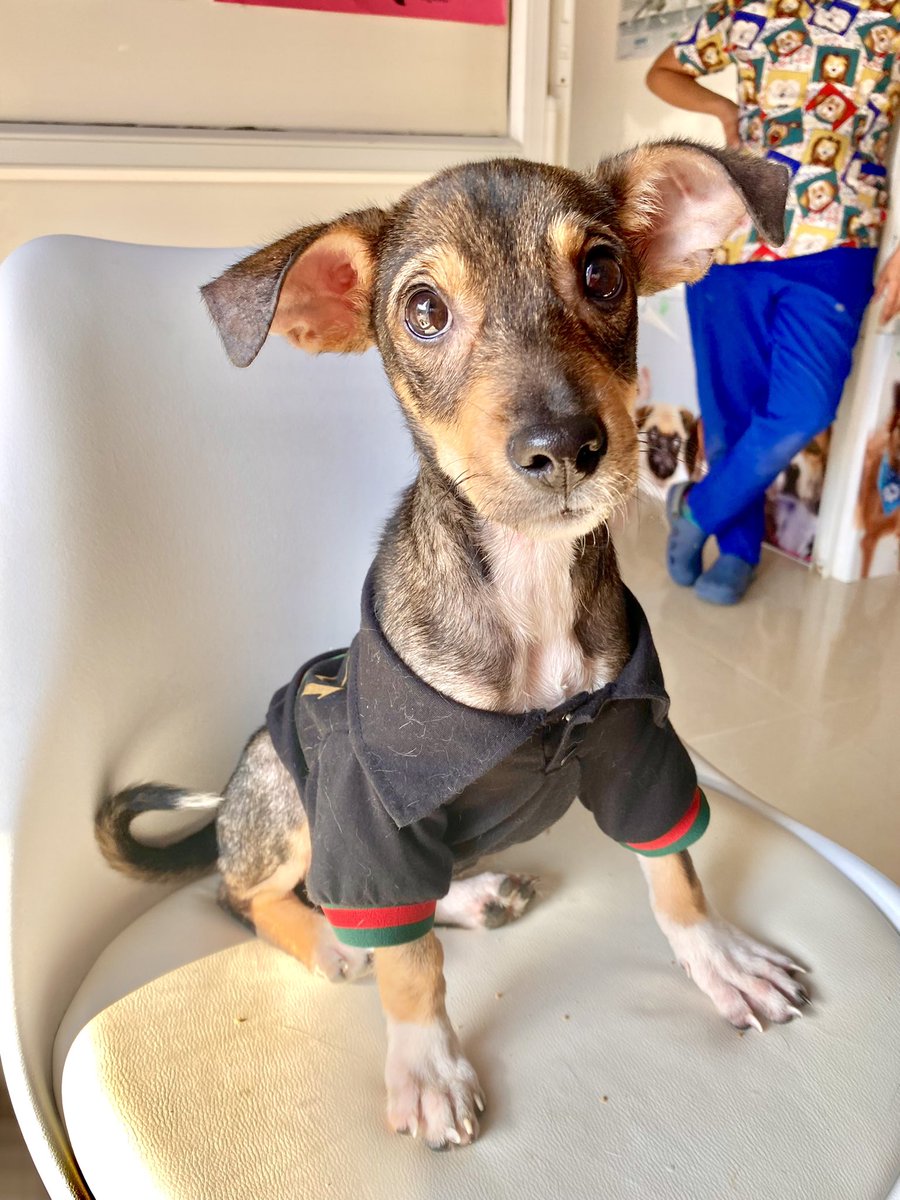 huellitasctg2's tweet photo. ¡ME DEJARON PLANTADO!💔

Estaba muy emocionado, pues ya solo faltaba una parte del proceso para que mi adopción fuera exitosa pero decidieron nunca más responder.. merezco más que eso! 😔

SIGO BUSCANDO UNA FAMILIA QUE ME AME PARA SIEMPRE💛

Compromisos!
•Ya tengo mis primeras https://t.co/Gb9P4RJGwc