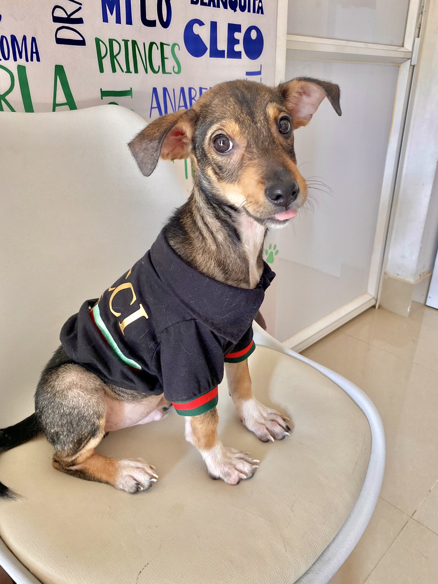 huellitasctg2's tweet photo. ¡ME DEJARON PLANTADO!💔

Estaba muy emocionado, pues ya solo faltaba una parte del proceso para que mi adopción fuera exitosa pero decidieron nunca más responder.. merezco más que eso! 😔

SIGO BUSCANDO UNA FAMILIA QUE ME AME PARA SIEMPRE💛

Compromisos!
•Ya tengo mis primeras https://t.co/Gb9P4RJGwc