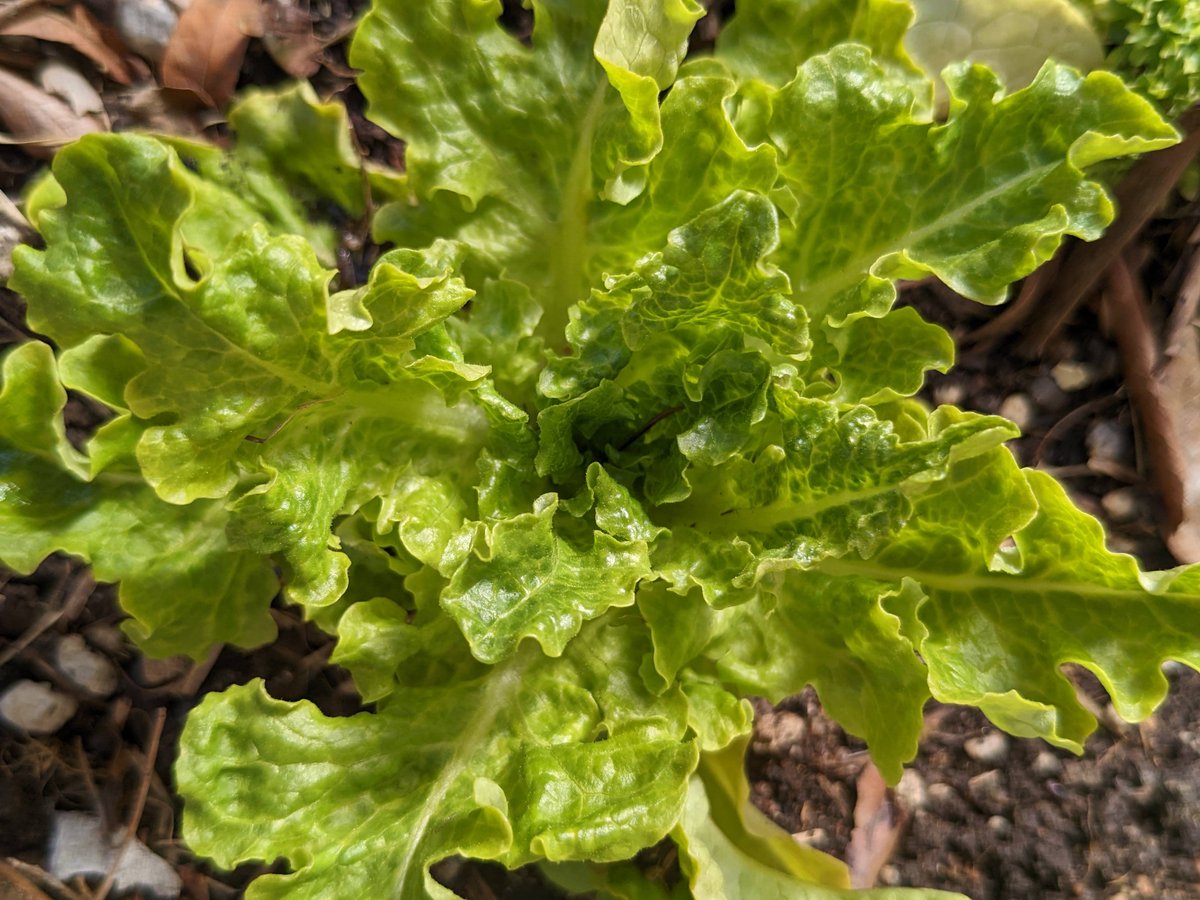 EarthLoveGarden's tweet photo. Now is a great time to start lettuce seeds for a spring crop! You can sow them outside with a little cover such as one of our miniature Hoop Houses, or start them indoors. Need more gardening space? Learn more here: 
https://t.co/EOIa7IHHlI

Happy growing!

#coloradogarden https://t.co/Gd0Pbghbje