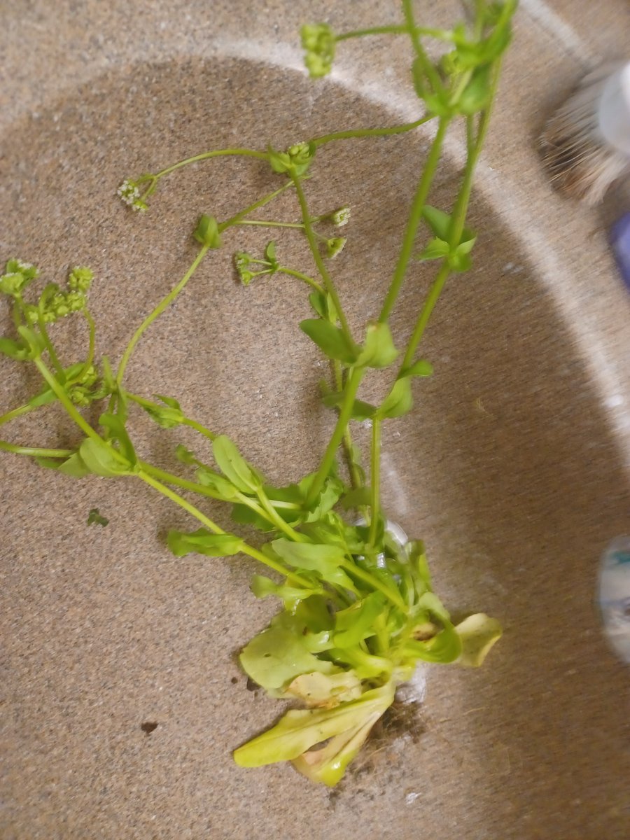 ZachAtBatt's tweet photo. This is beaked cornsalad. It tastes about as exciting as the name would suggest. But it's a solid little leafy green growing for free right outside your door. Leaves and flowers can be eaten raw, the stem's a bit tougher, would recommend cooking. 
#foraging https://t.co/csAa0wGzTp