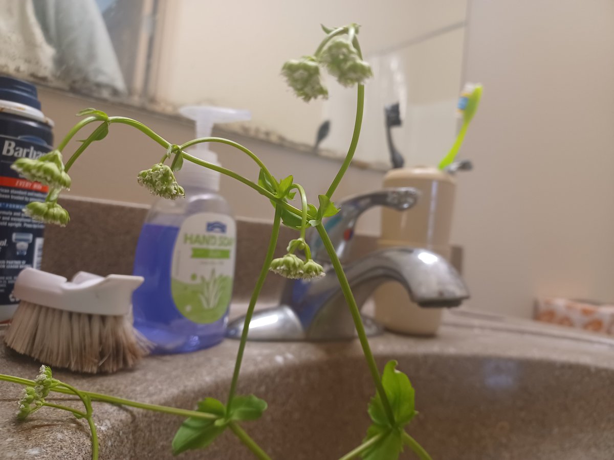 ZachAtBatt's tweet photo. This is beaked cornsalad. It tastes about as exciting as the name would suggest. But it's a solid little leafy green growing for free right outside your door. Leaves and flowers can be eaten raw, the stem's a bit tougher, would recommend cooking. 
#foraging https://t.co/csAa0wGzTp