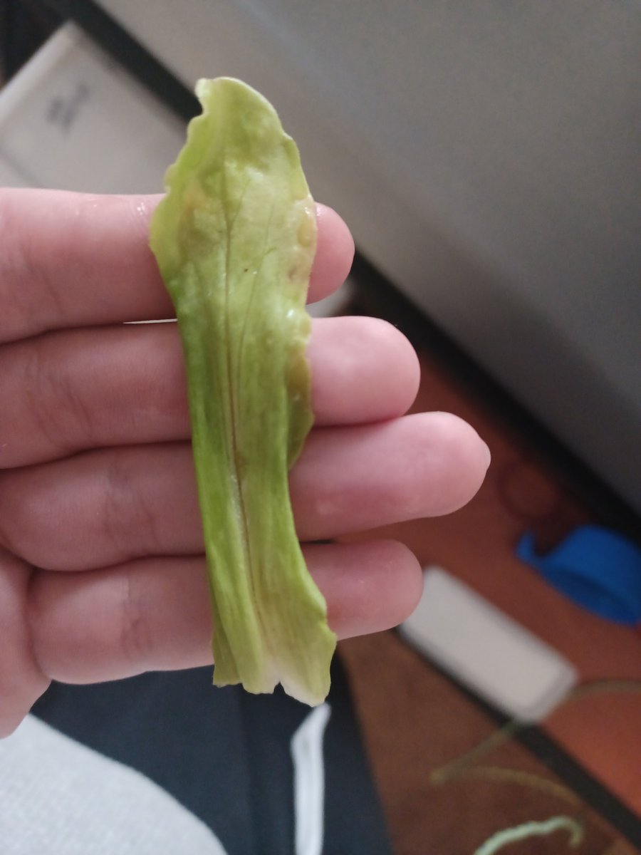 ZachAtBatt's tweet photo. This is beaked cornsalad. It tastes about as exciting as the name would suggest. But it's a solid little leafy green growing for free right outside your door. Leaves and flowers can be eaten raw, the stem's a bit tougher, would recommend cooking. 
#foraging https://t.co/csAa0wGzTp